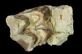 Oreodont (Merycoidodon) Tooth - South Dakota #136019-1